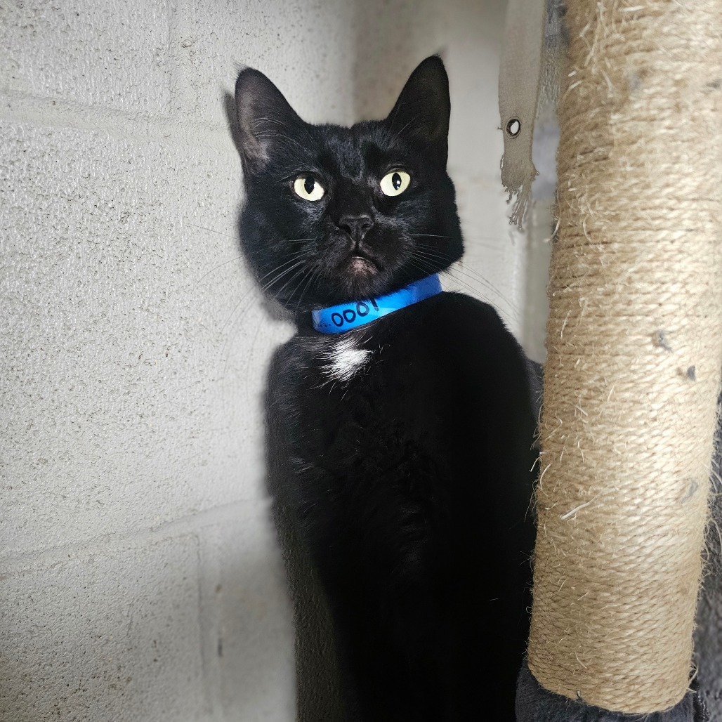 Shadow, an adoptable Domestic Short Hair in Laredo, TX, 78045 | Photo Image 1