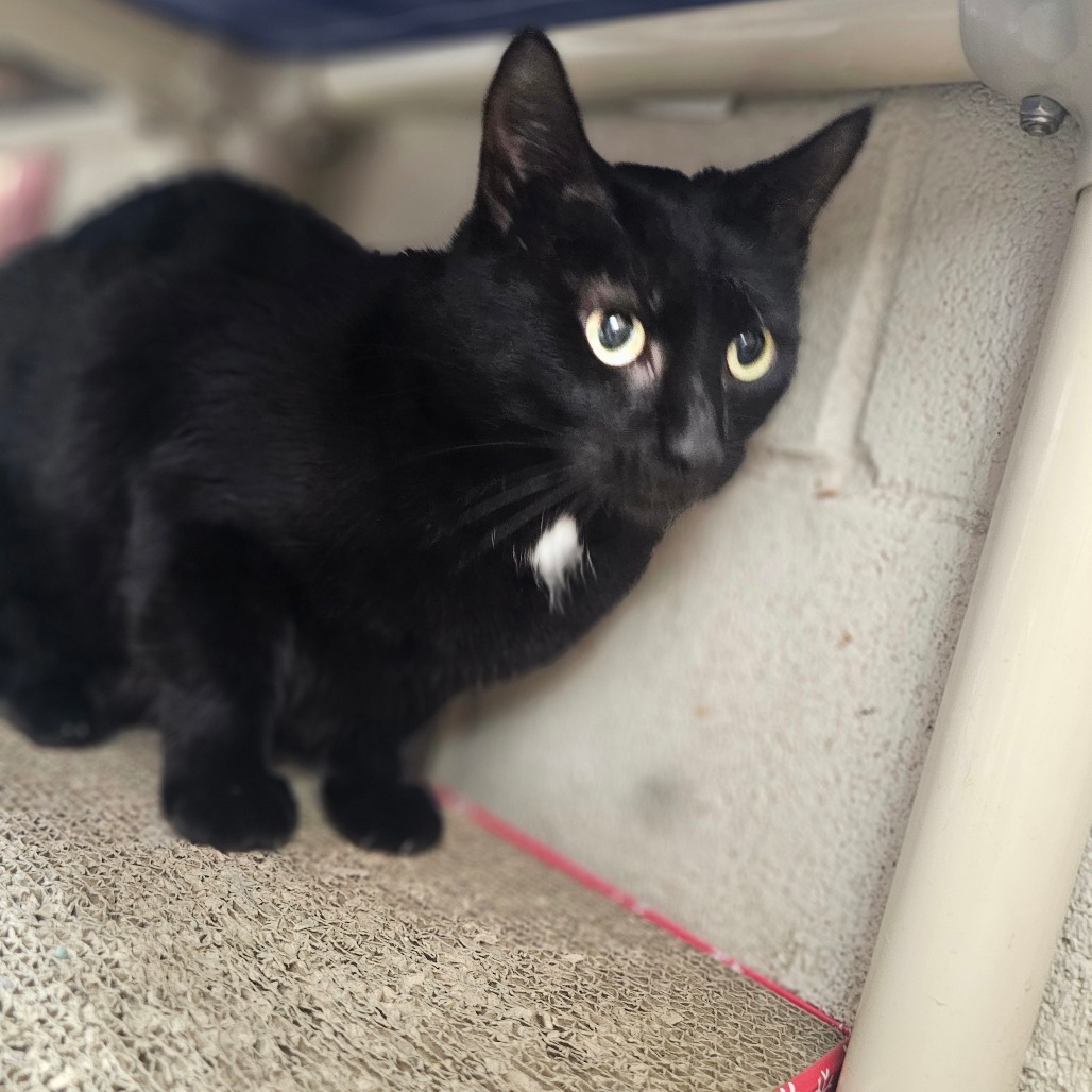 Shadow, an adoptable Domestic Short Hair in Laredo, TX, 78045 | Photo Image 2