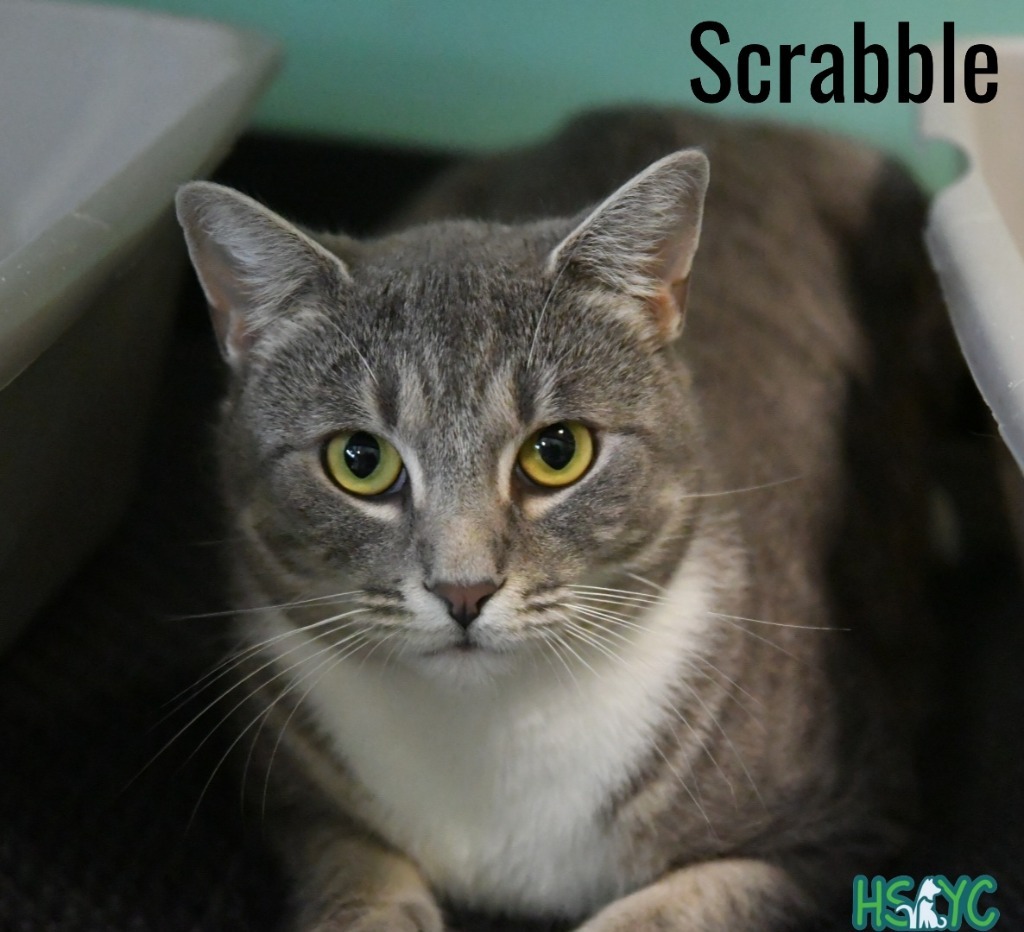 Scrabble