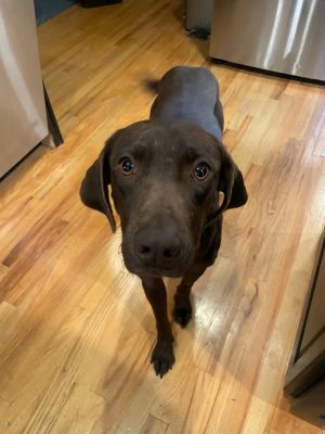 Meet Bruno - Your Sweet Resilient Best Friend in the Making Bruno hasnt had the easiest start to l