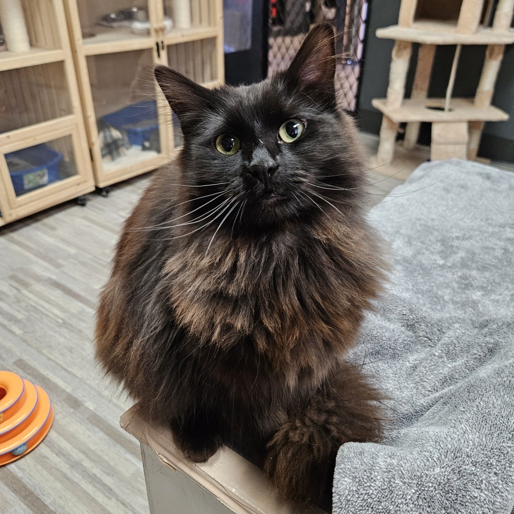Jubilee, an adoptable Domestic Medium Hair in Las Vegas, NV, 89146 | Photo Image 1