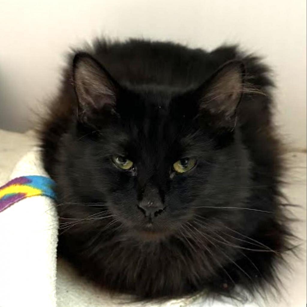 Jubilee, an adoptable Domestic Medium Hair in Las Vegas, NV, 89146 | Photo Image 2