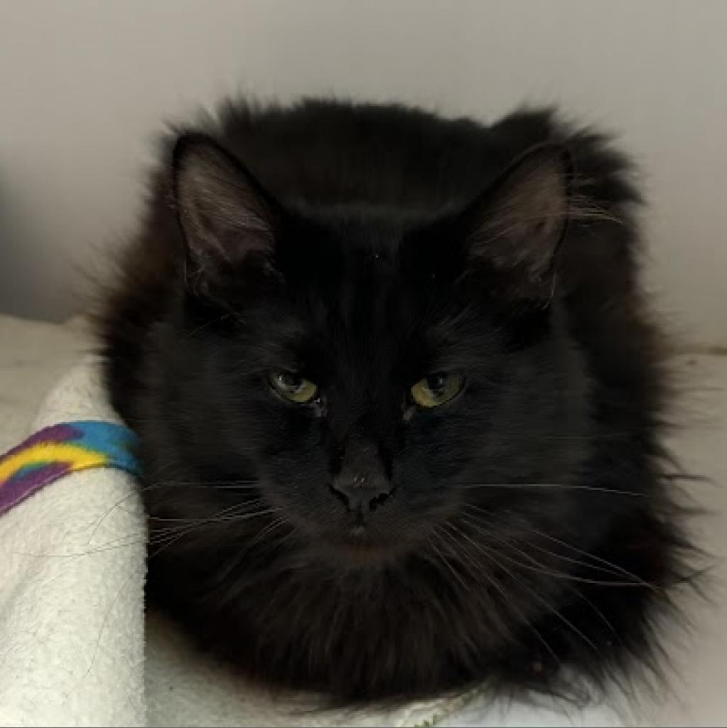 Jubilee, an adoptable Domestic Medium Hair in Las Vegas, NV, 89146 | Photo Image 3