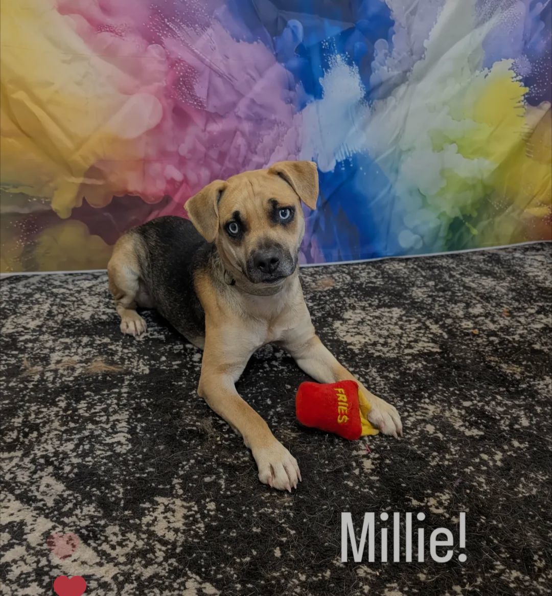 Millie