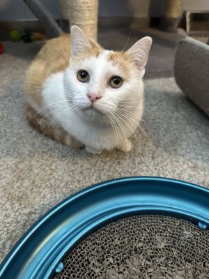 Alma, Young Female Domestic Short Hair