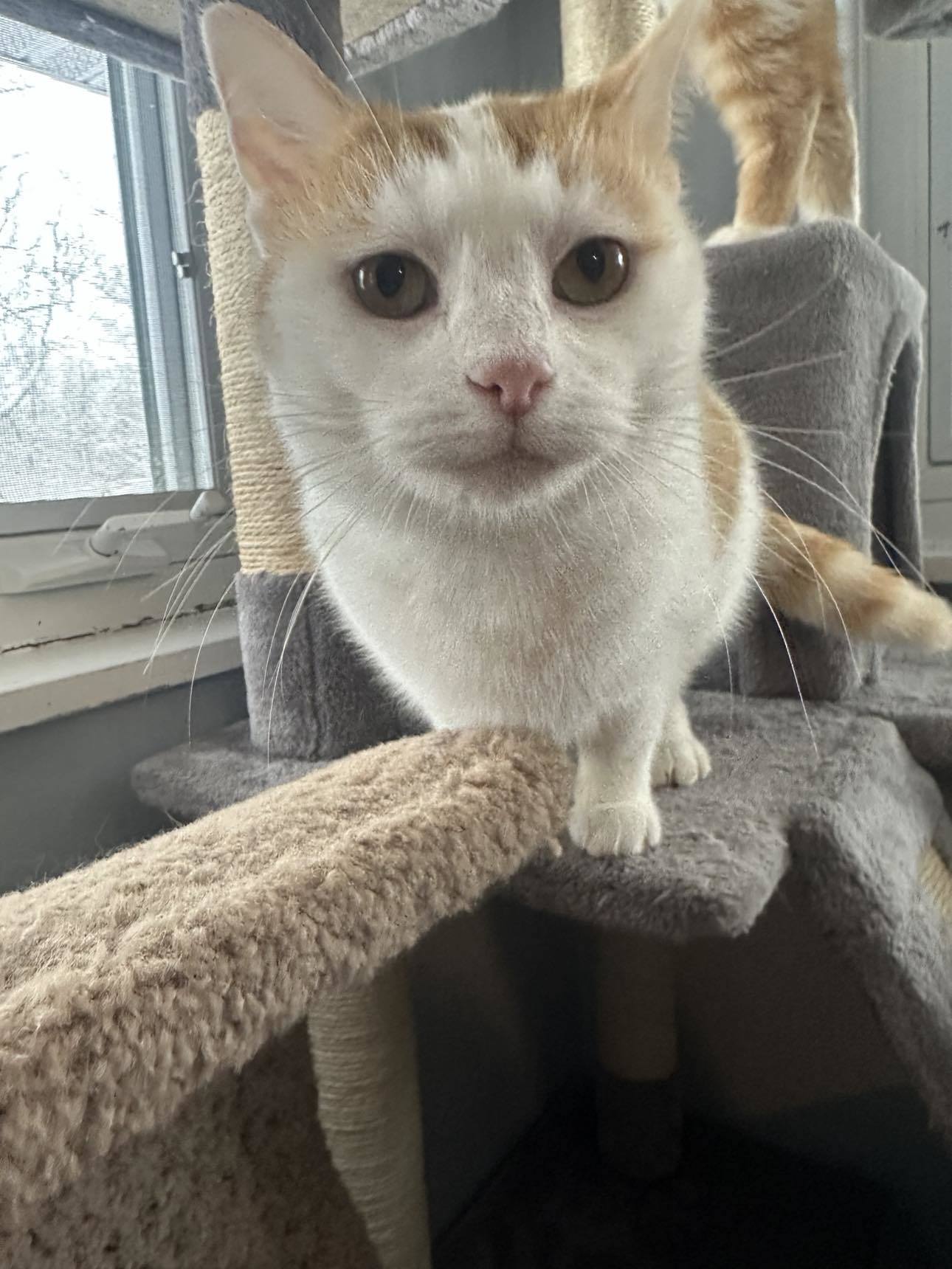 Alma
