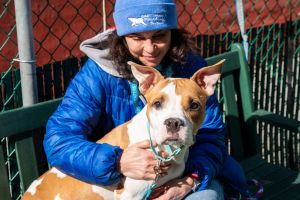 Sweet Tangerine Mixed Breed Dog