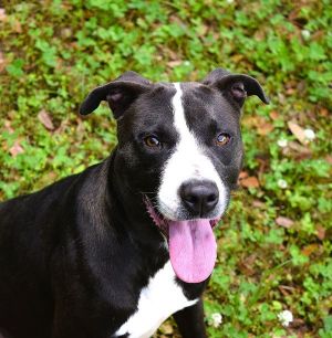 Coco, Adult Female Pit Bull Terrier