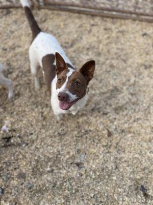 Ladybug, Young Female Field Spaniel