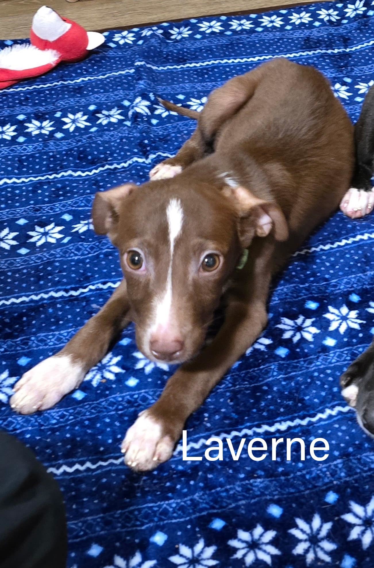 Laverne