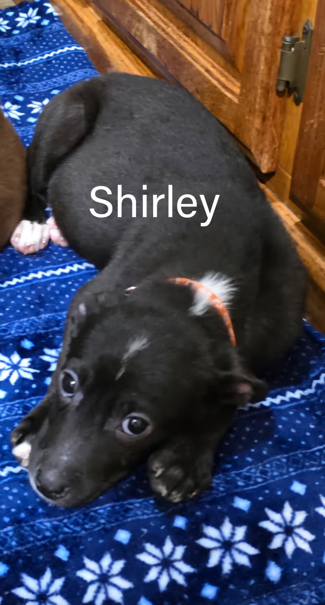 Shirley
