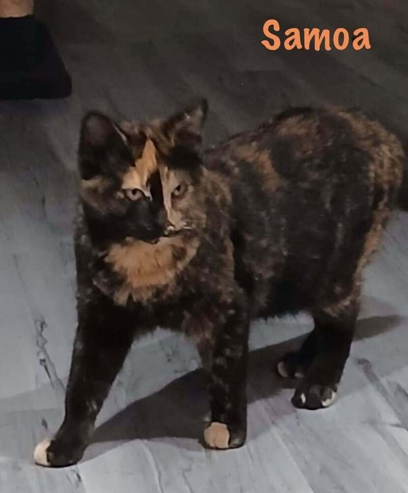 Tag-A-Long *kitten*