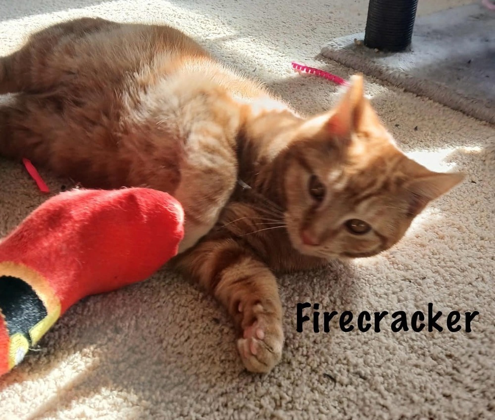 Toffee *kitten*