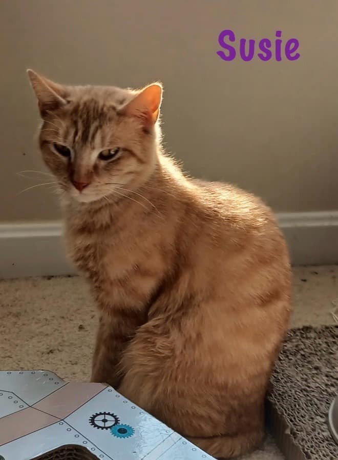 Toffee *kitten*