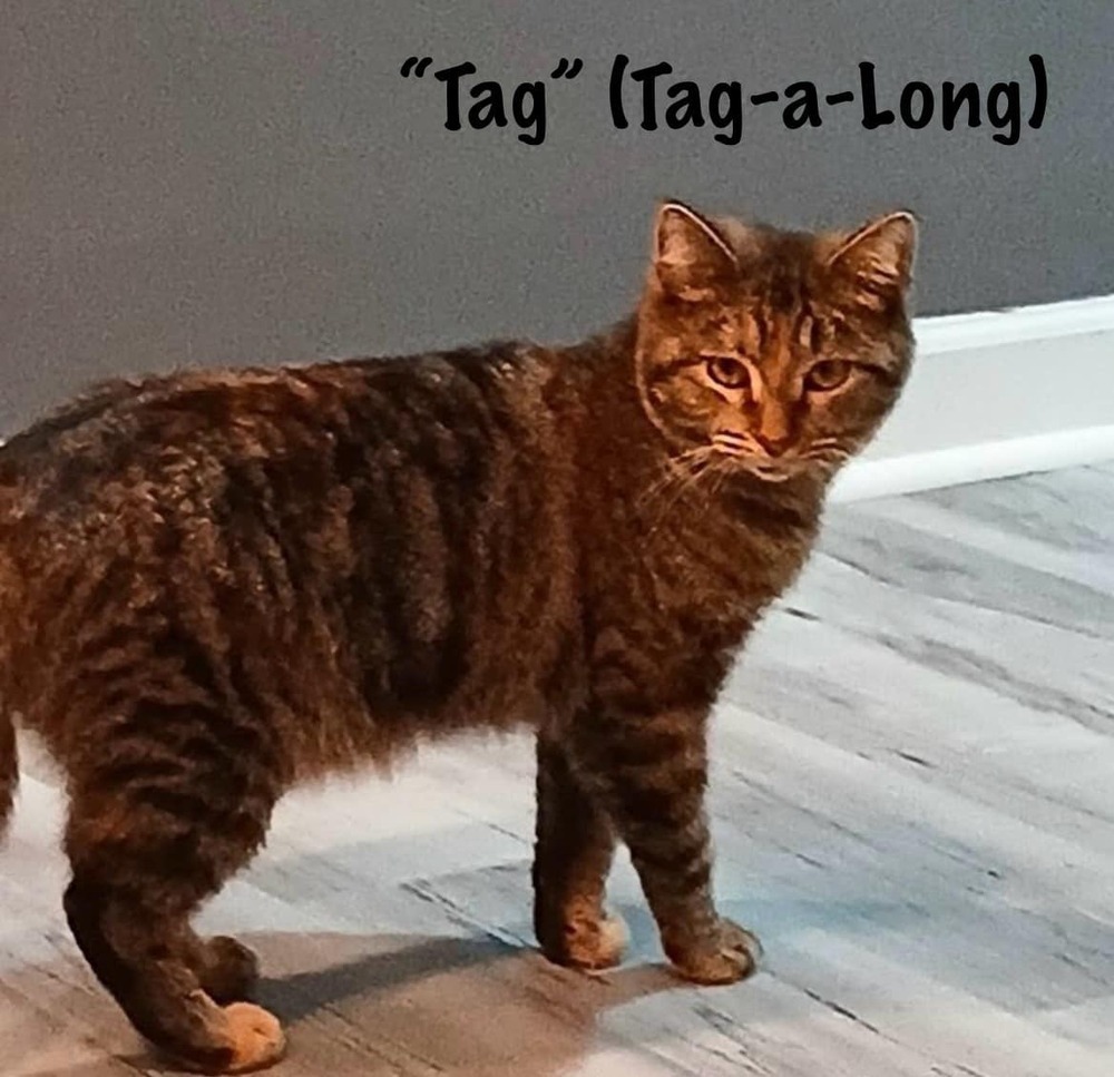 Toffee *kitten*