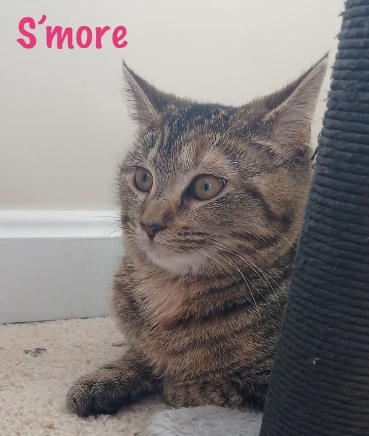 Toffee *kitten*