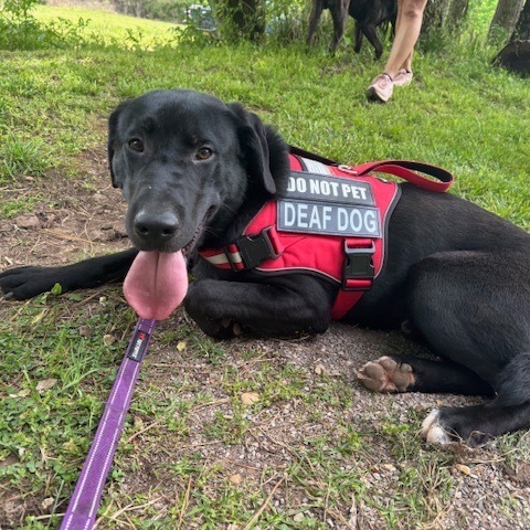Finn (In Foster)