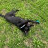 Finn (In Foster) photo 3