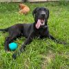 Finn (In Foster) photo 4
