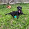 Finn (In Foster) photo 6