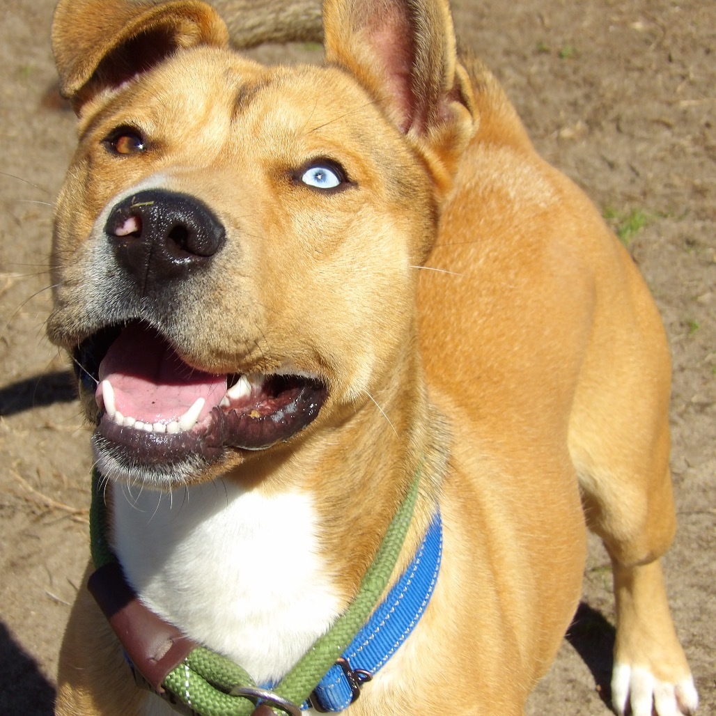 Ruffles (In Foster)