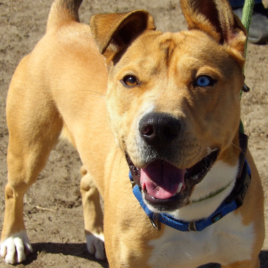 Ruffles (In Foster)