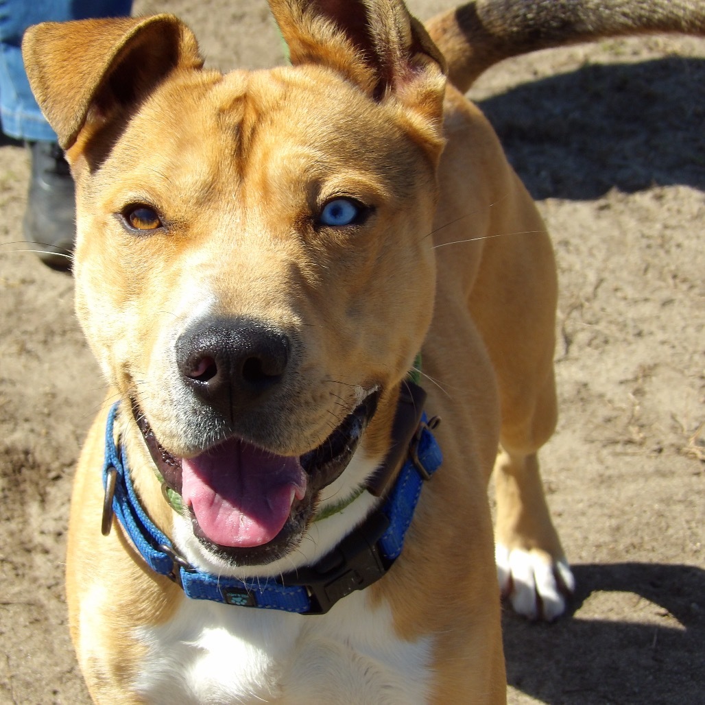 Ruffles (In Foster)