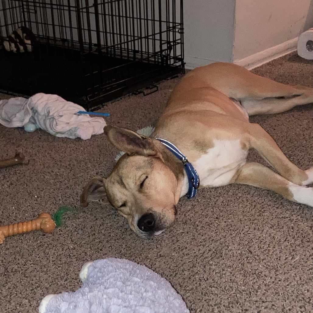 Ruffles (In Foster)