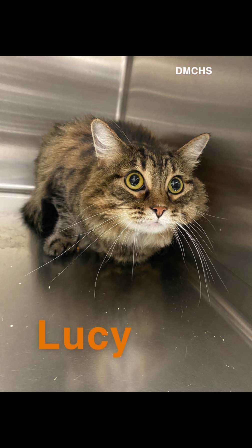 Lucy
