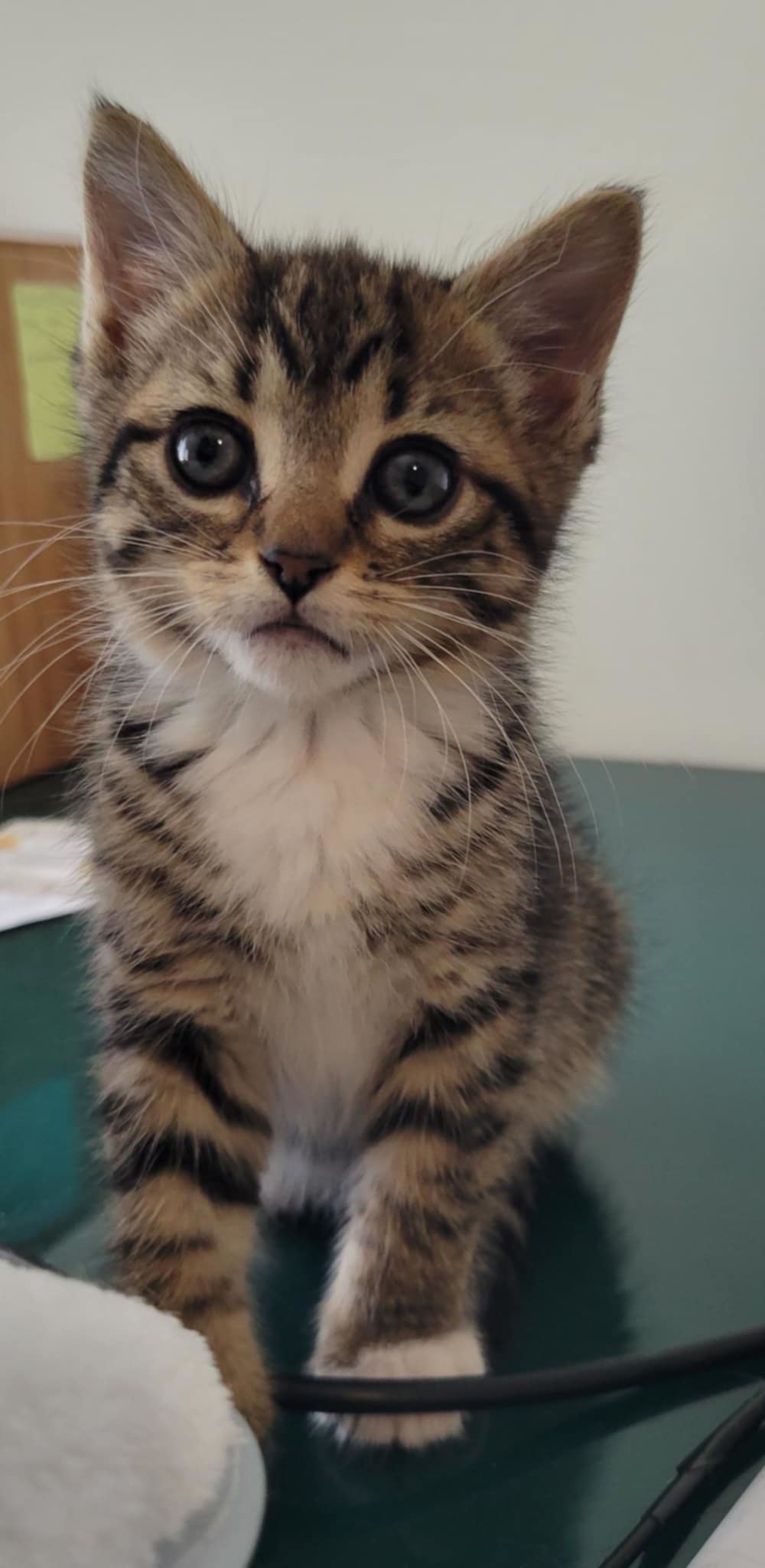 Lark (available for pre-adoption)