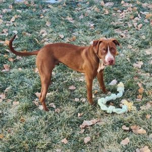 Pickles, Adult Male Pit Bull Terrier