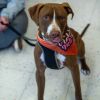 Pickles photo 2