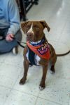 Pickles photo 3