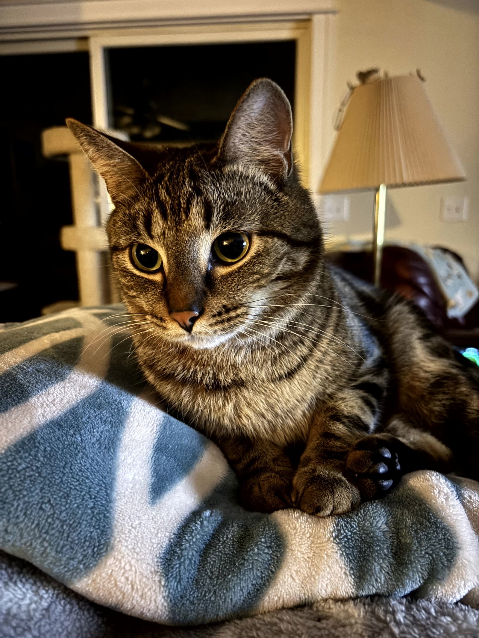 Snickers, an adoptable Domestic Short Hair, Tabby in Traverse City, MI, 49686 | Photo Image 1