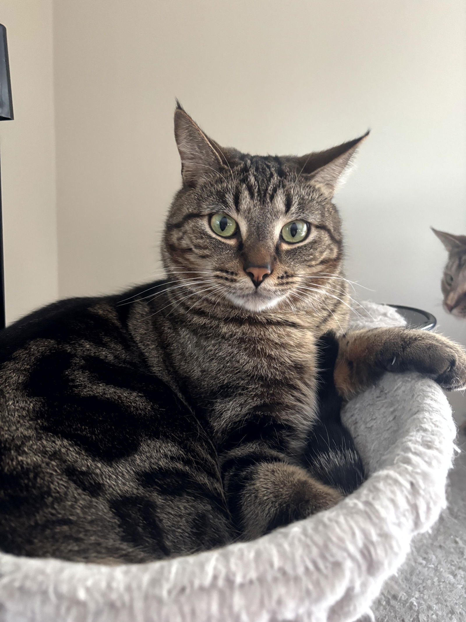 Snickers, an adoptable Domestic Short Hair, Tabby in Traverse City, MI, 49686 | Photo Image 2