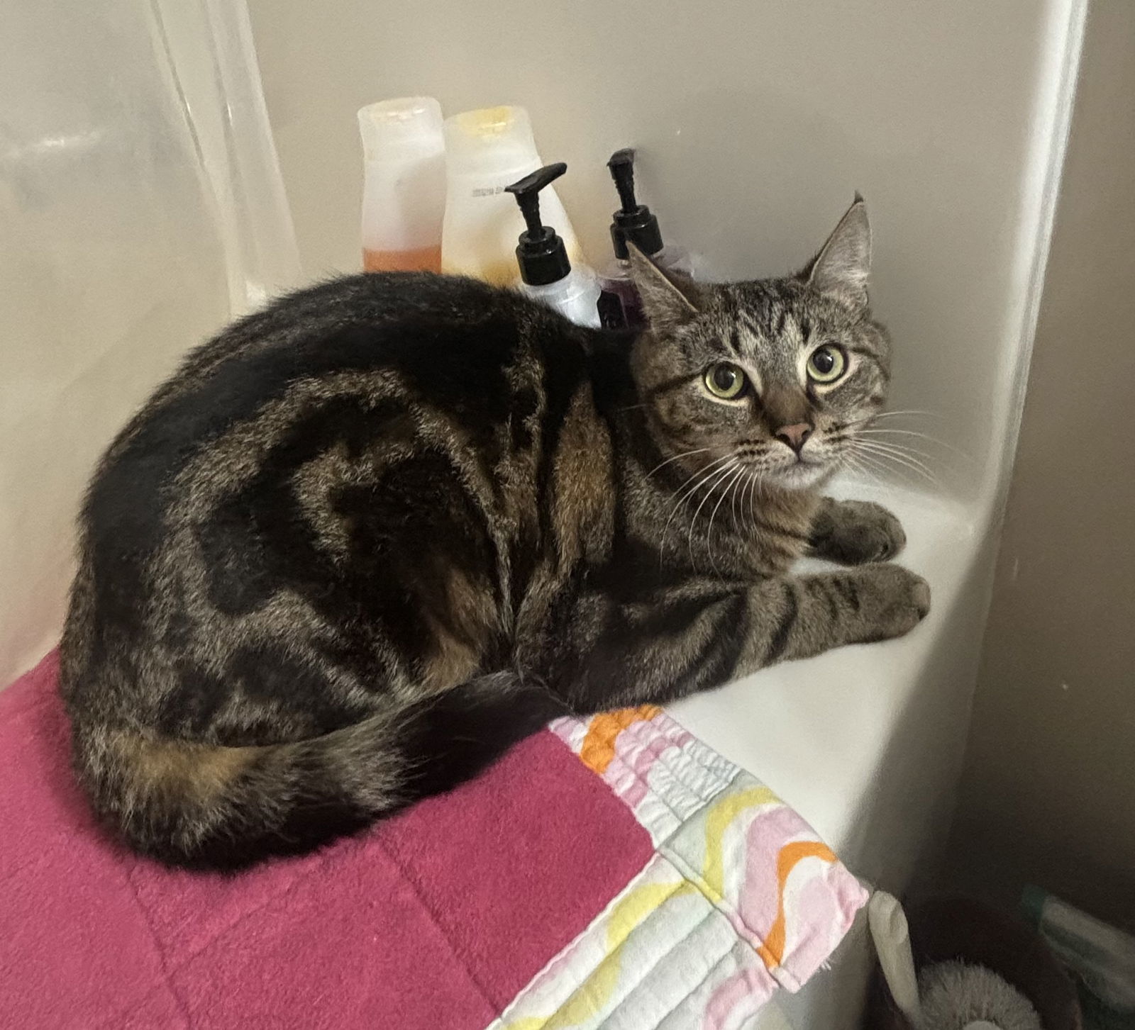 Snickers, an adoptable Domestic Short Hair, Tabby in Traverse City, MI, 49686 | Photo Image 3