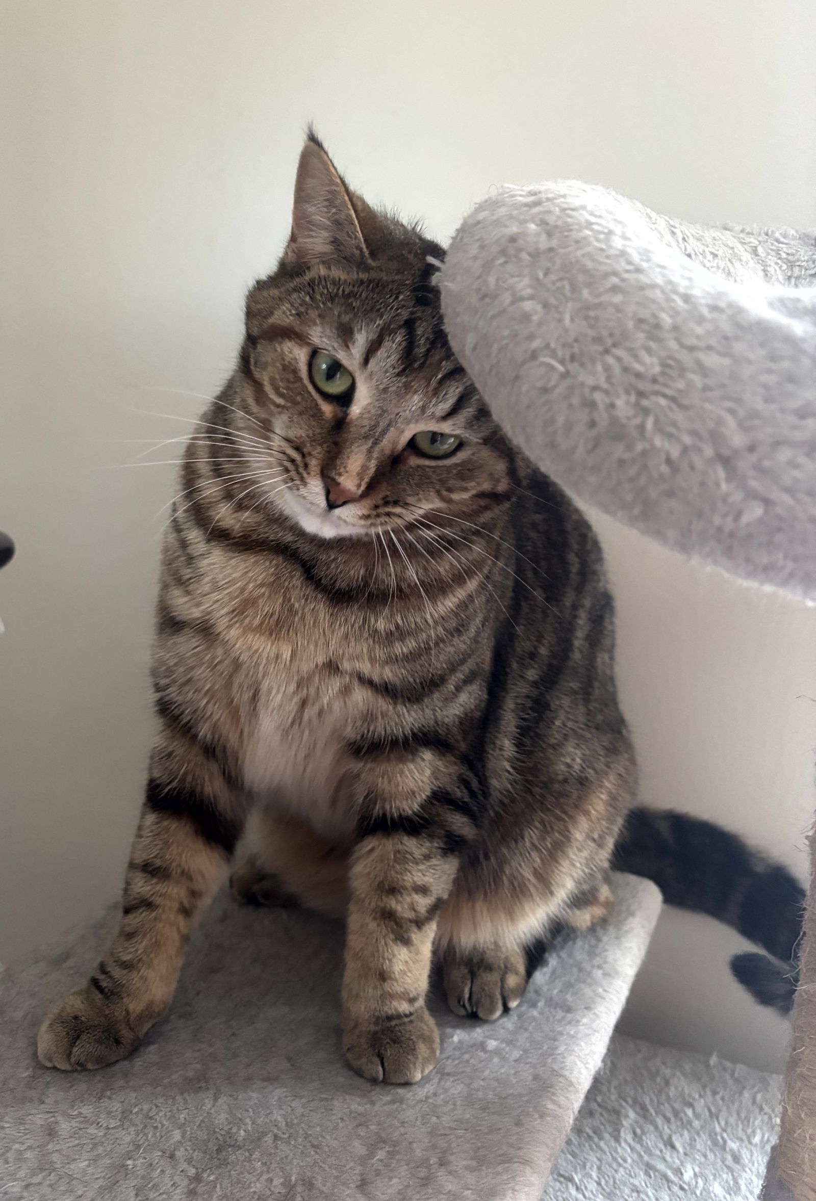 KitKat, an adoptable Domestic Short Hair, Torbie in Traverse City, MI, 49686 | Photo Image 1