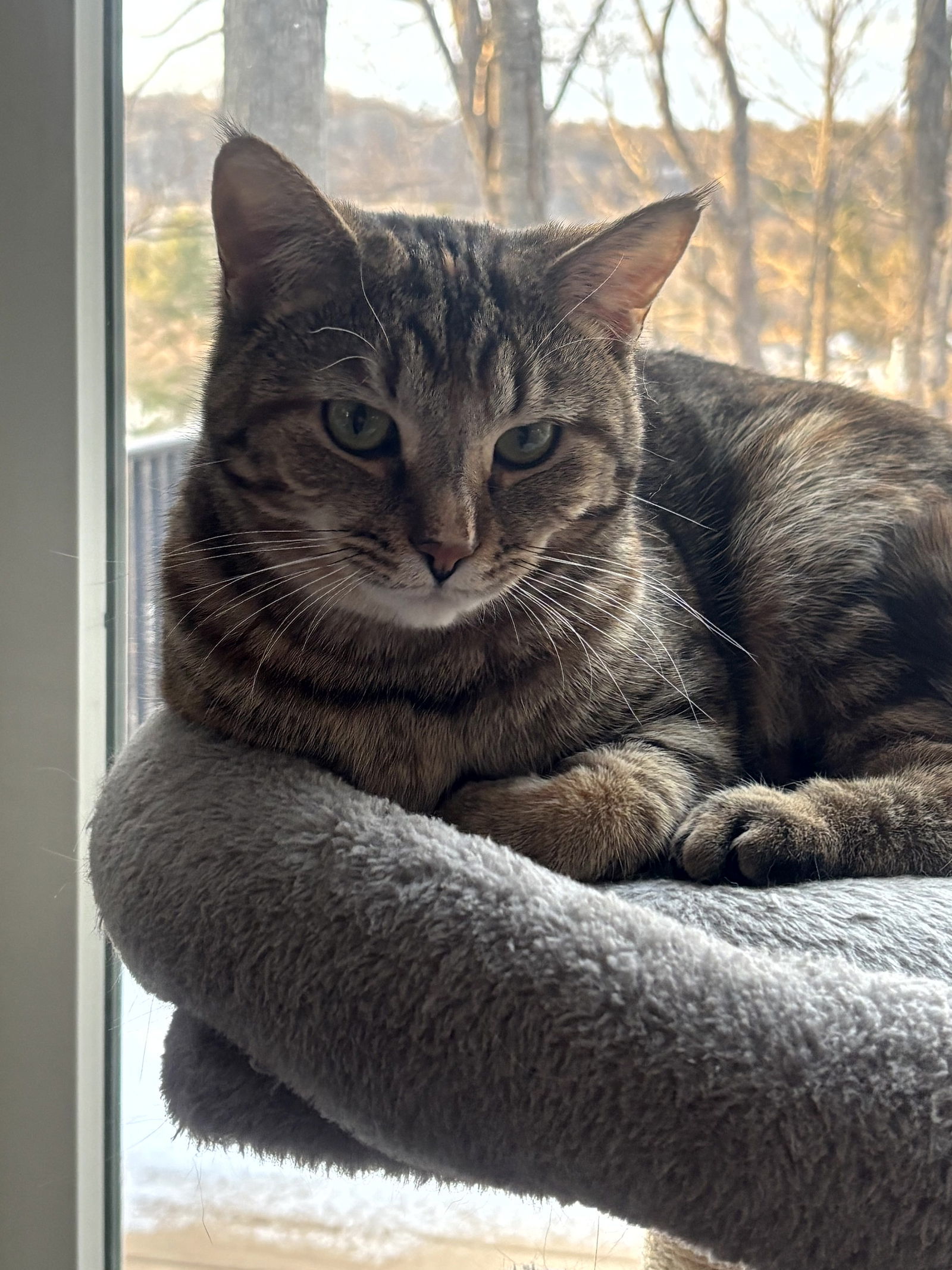 KitKat, an adoptable Domestic Short Hair, Torbie in Traverse City, MI, 49686 | Photo Image 3