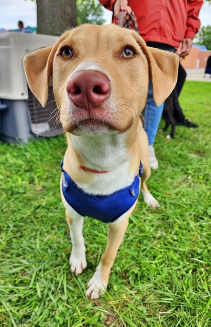 Ladybird, an adoptable Vizsla, Mixed Breed in Morton Grove, IL, 60053 | Photo Image 1