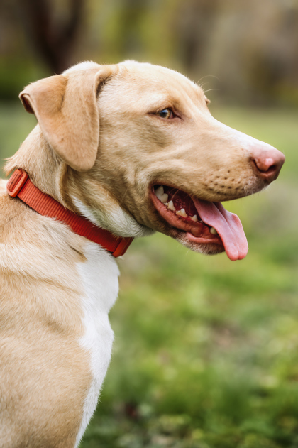 Ladybird, an adoptable Vizsla, Mixed Breed in Morton Grove, IL, 60053 | Photo Image 2