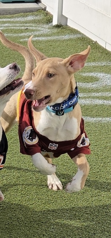 Ladybird, an adoptable Vizsla, Mixed Breed in Morton Grove, IL, 60053 | Photo Image 3