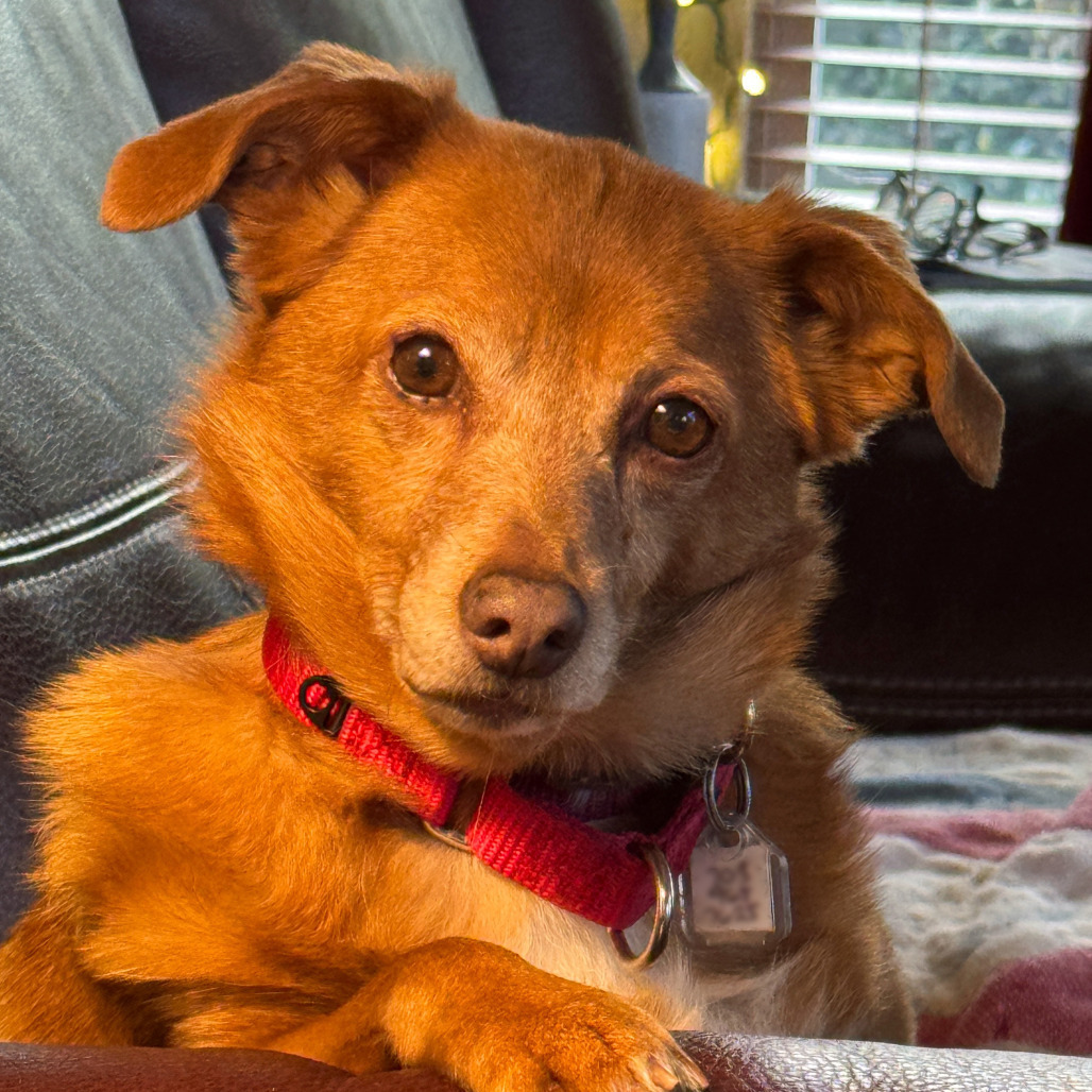 Winter, an adoptable Chihuahua, Feist in Fairfax Station, VA, 22039 | Photo Image 1