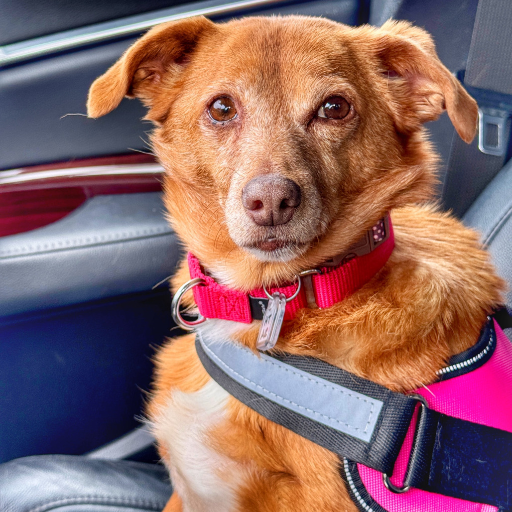 Winter, an adoptable Chihuahua, Feist in Fairfax Station, VA, 22039 | Photo Image 4