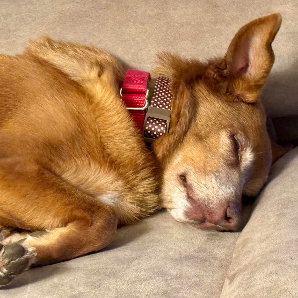 Winter, an adoptable Chihuahua, Feist in Fairfax Station, VA, 22039 | Photo Image 5