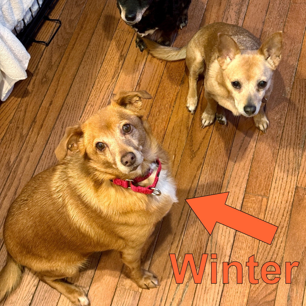 Winter, an adoptable Chihuahua, Feist in Fairfax Station, VA, 22039 | Photo Image 6