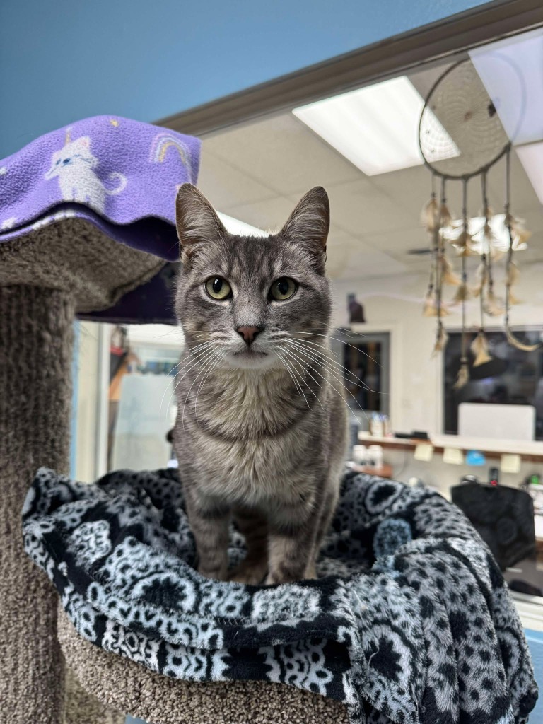 Crooked Tail, an adoptable Domestic Short Hair in Brookings, OR, 97415 | Photo Image 1