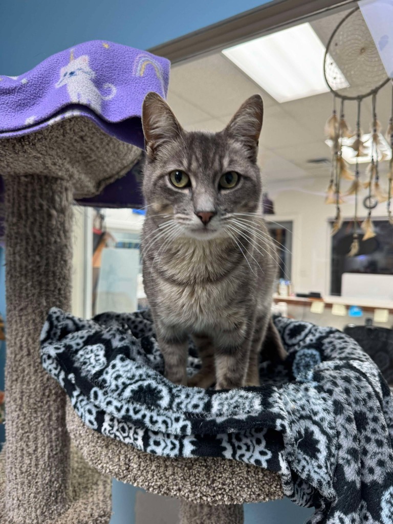 Crooked Tail, an adoptable Domestic Short Hair in Brookings, OR, 97415 | Photo Image 2