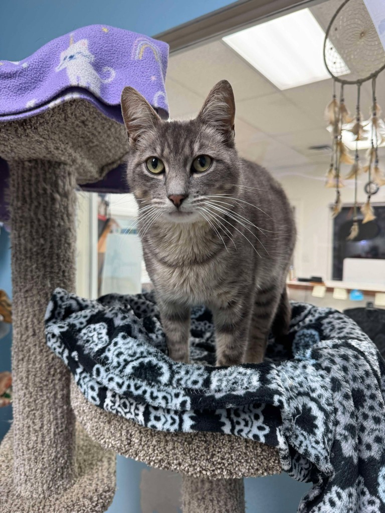 Crooked Tail, an adoptable Domestic Short Hair in Brookings, OR, 97415 | Photo Image 3