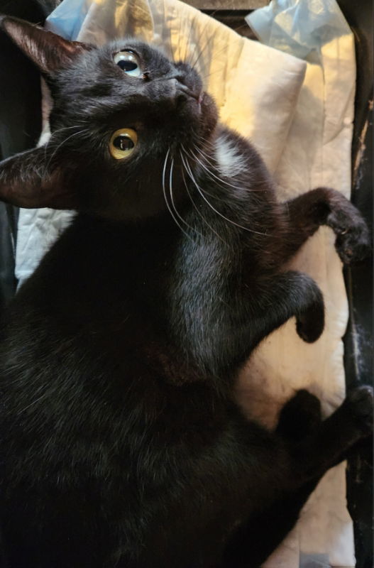 Mattina, an adoptable Domestic Short Hair, Tuxedo in Pineville, LA, 71361 | Photo Image 1