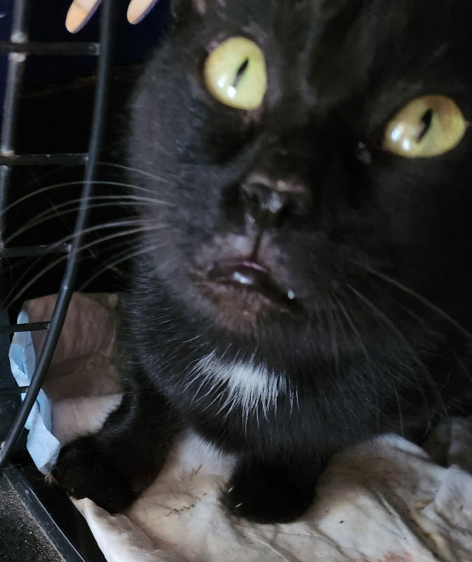 Mattina, an adoptable Domestic Short Hair, Tuxedo in Pineville, LA, 71361 | Photo Image 2